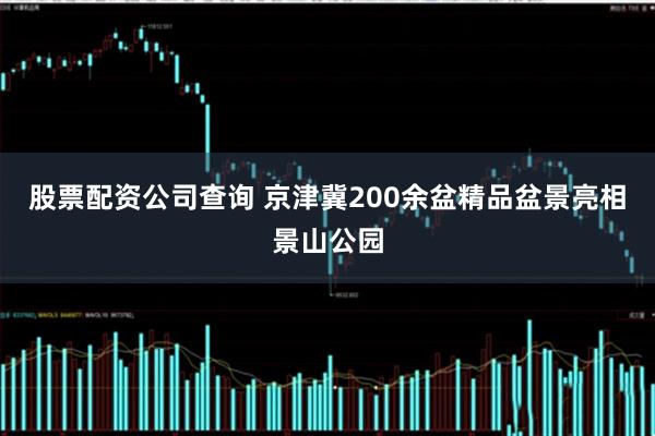 股票配资公司查询 京津冀200余盆精品盆景亮相景山公园
